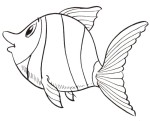peixe8